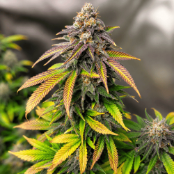 Королева мрій (Auto.Fem.) 1 шт. / Dream Queen 2026 
